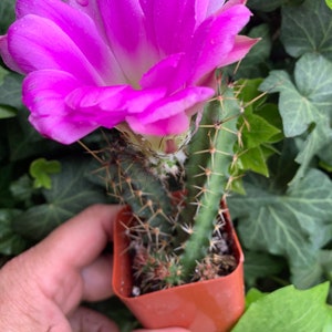 2.5 “ Cactus Lady Finger 'Echinocereus pentalophus' Live Plant Cactus Indoor \ Outdoor Cactus Plant Succulents Rooted 2.5 “ pot