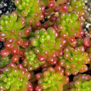 May include: A cluster of succulent plants featuring small, rounded, jelly-bean-shaped leaves. The foliage displays a gradient of colors, transitioning from vibrant lime green at the centers to deep reddish-pink tones at the rounded tips.