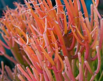 Pencil Cactus Euphorbia Tirucalli Fire Sticks Succulent Cuttings FRESH CUT 4" - 6" Nice Color and Quality.
