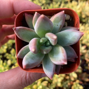 Plante succulente pachyphytum compactum 2 petit bijou Pot de plante succulente 2 image 1