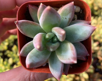 2" pachyphytum compactum succulent plant - little jewel Succulent Plant 2" pot