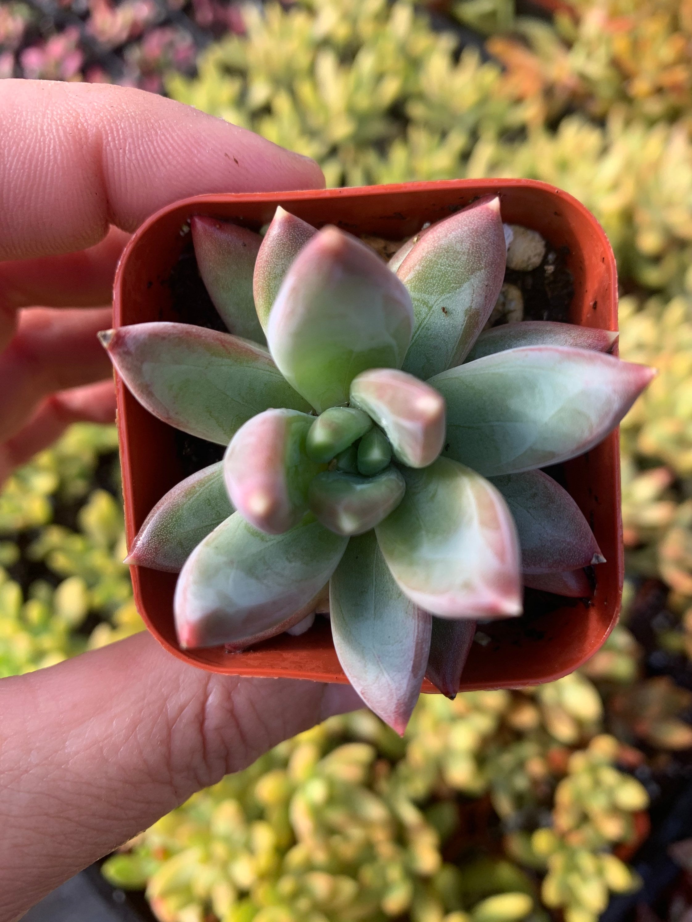 2 Pachyphytum Compactum Succulent Plant Little Jewel Etsy Singapore
