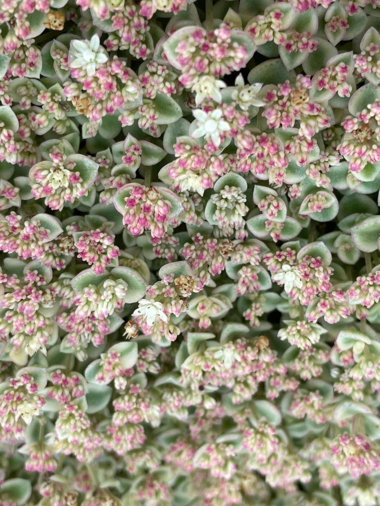 Little Missy Sedum Rooted Live Succulent Plant in 2
