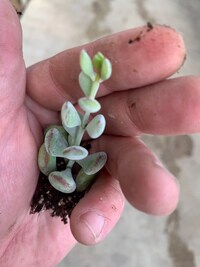 Cotyledon Pendens Cliff Hanger with root - 2-5th picture - example of what  you will receive / Rare