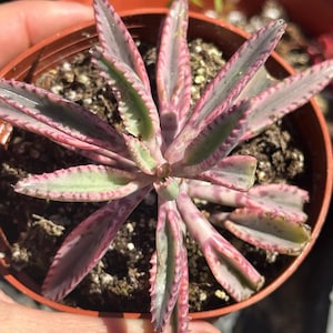 Kalanchoe Pink Butterfly, rare succulent, variegated succulent, live rooted plant in 2", 4" and 6" pot afbeelding 5
