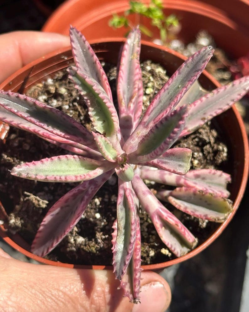 Kalanchoe Pink Butterfly, rare succulent, variegated succulent, live rooted plant in 2", 4" and 6" pot afbeelding 5