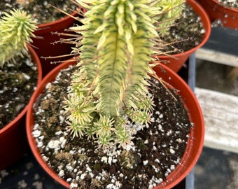 4” Rare Euphorbia Mammillaris ‘yellow’ Variegated ‘indian Corn Cob’ - Yellow, Pink, Green - Live Succulents Plant, 4 Inch pot