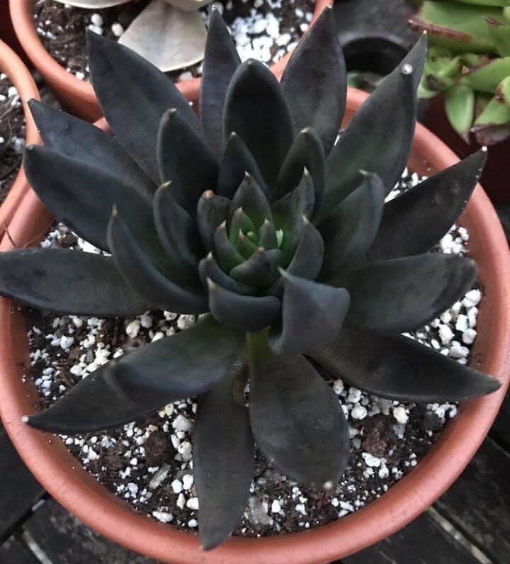 Black Knight Succulent Plant 4” pot