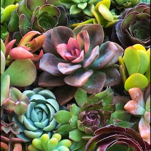 succulent cuttings succulent clippings succulent plants colorful succulent cuttings bulk succulents wholesale succulent plants