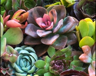 succulent cuttings succulent clippings succulent plants colorful succulent cuttings bulk succulents wholesale succulent plants