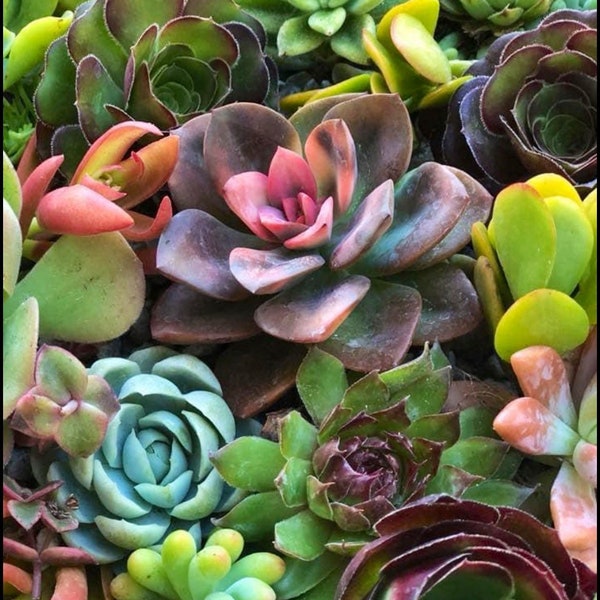 succulent cuttings succulent clippings succulent plants colorful succulent cuttings bulk succulents wholesale succulent plants