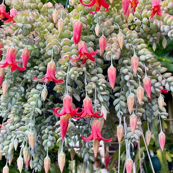 4” Rare Cotyledon Pendens Rare live succulent plant