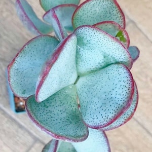 4&quot; Crassula arborescens * Silver Dollar Jade * Live Succulent Plant * Unusual Succulent * Weird Plant * Large Blueish Leaves