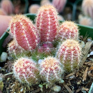 May include: A cluster of small, pink and green cactus plants with white spines growing in a green pot.