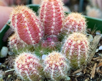 2" Peanut cactus Succulent Live Plant Cactus Indoor \ Outdoor Cactus Plant Succulents Rooted 2" pot