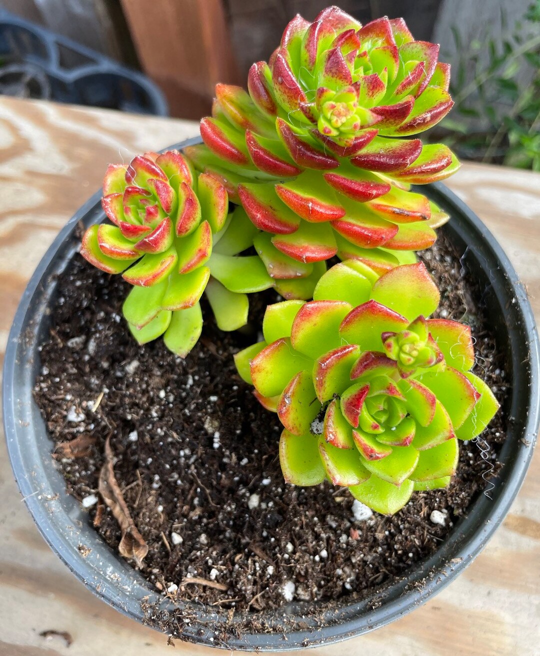6 Sedum Letizia Succulent Live Plant Etsy