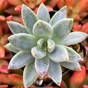 Plante succulente pachyphytum compactum 2 petit bijou Pot de plante succulente 2 image 2