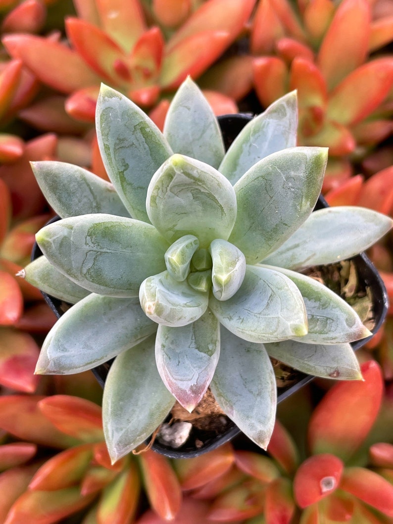 Plante succulente pachyphytum compactum 2 petit bijou Pot de plante succulente 2 image 2