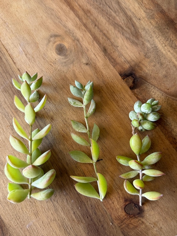 Cotyledon Pendens Cliff Hanger with root - 2-5th picture - example of what  you will receive / Rare