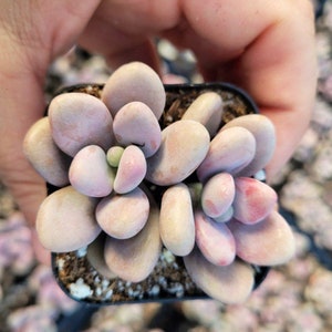 2&quot; Pachyphytum Oviferum Pink Moonstone Succulent Plant 2” pot 2 plants per pot