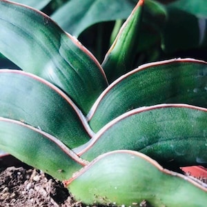 Samurai Snake Plant, Dracaena Hanningtonii, Dwarf Sansevieria, Rare Succulent in 6" pot