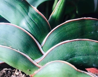 Samurai Snake Plant, Dracaena Hanningtonii, Dwarf Sansevieria, Rare Succulent in 6" pot