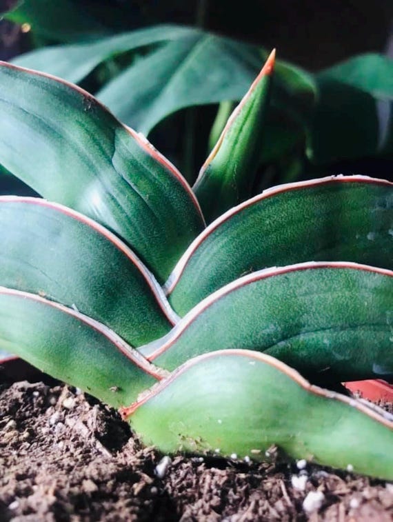 Samurai Snake Plant, Dracaena Hanningtonii, Dwarf Sansevieria, Rare  Succulent in 6" Pot - Etsy Israel