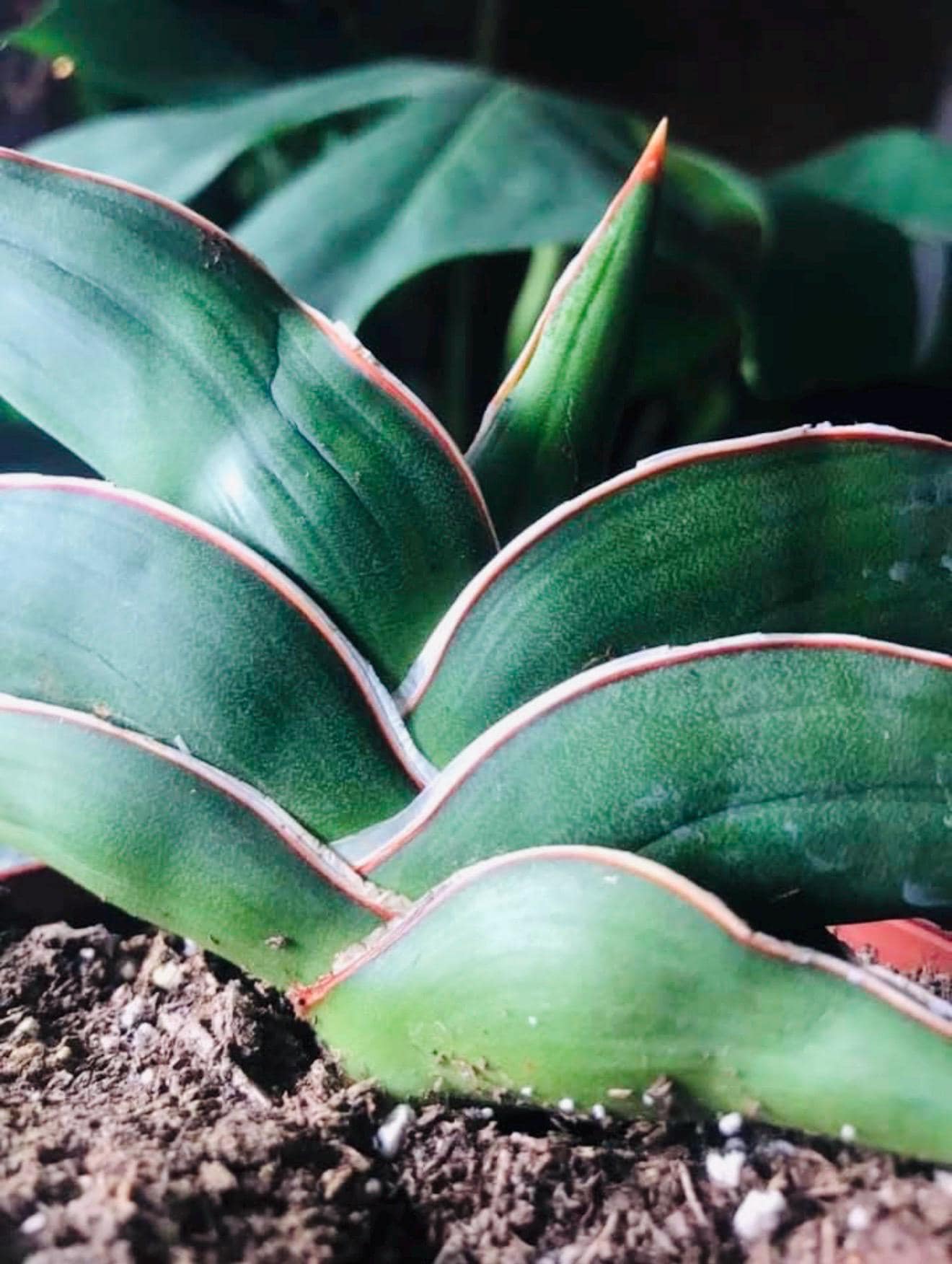 sansevieria metallica siam silver Sansevieria Trifasciata Metallica main image 0