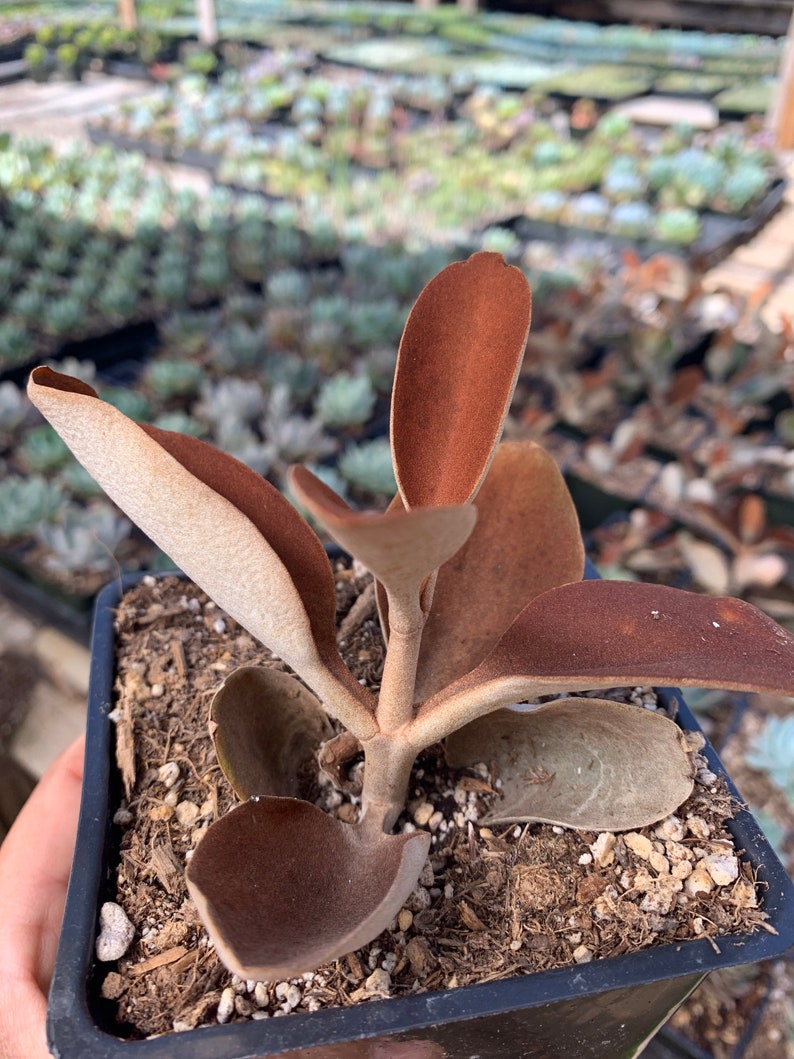 Kalanchoe Orgyalis Copper Spoon Succulent Plant 4 pot | Etsy