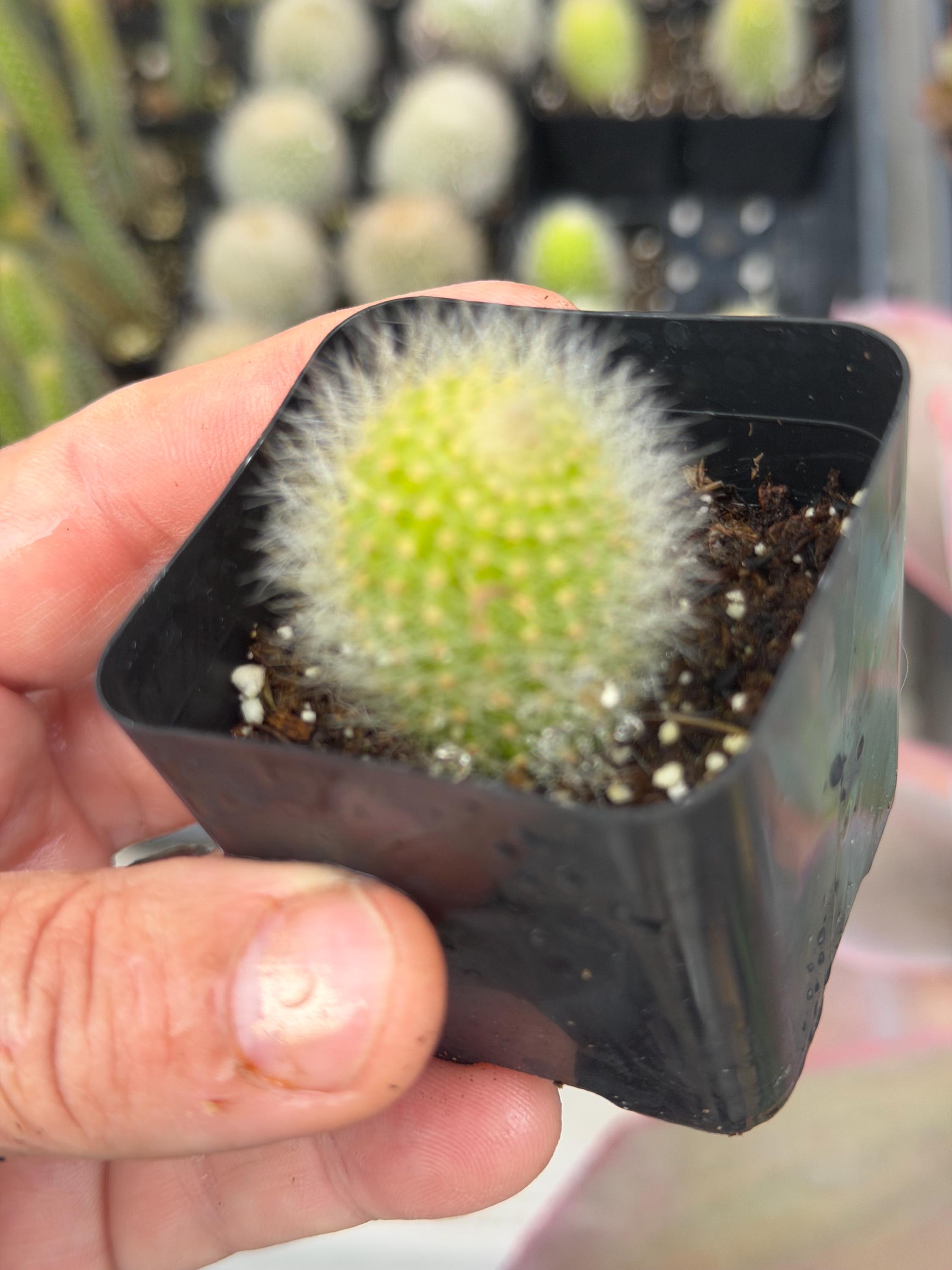 Monkey Tail Cactus, Hildewintera Colademonois, Rare Cactus