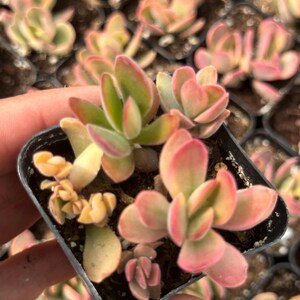 May include: A small pot of succulent plants with green and red leaves. The leaves are fleshy and have a rounded shape.