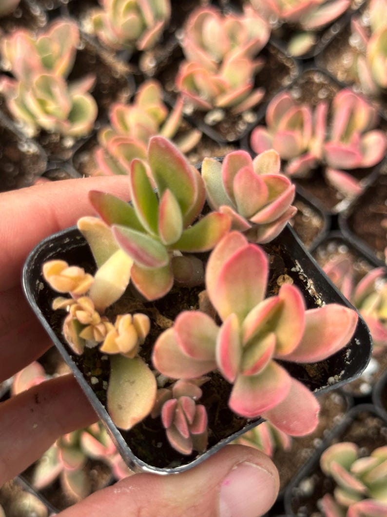 May include: A small pot of succulent plants with green and red leaves. The leaves are fleshy and have a rounded shape.