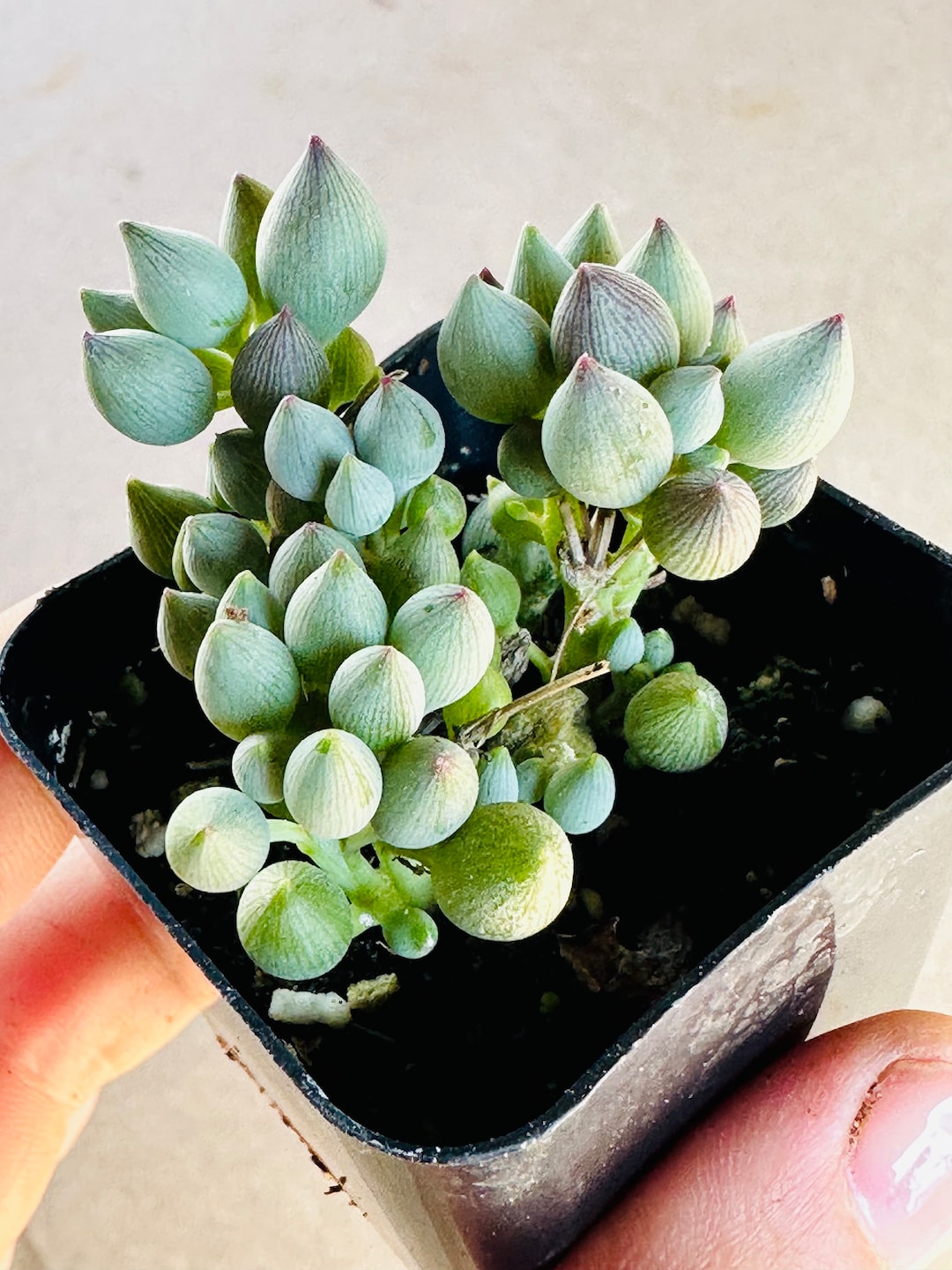 M✧succulent ·͜· ︎︎ᕷ il_1080xN.6031623325_tgtm.jpg