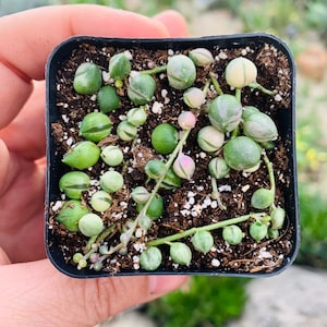May include: A small square black pot filled with soil and a String of Pearls succulent plant. The plant features small, round, green and white variegated leaves. Some leaves have a pinkish hue. The plant is held in a person's hand.