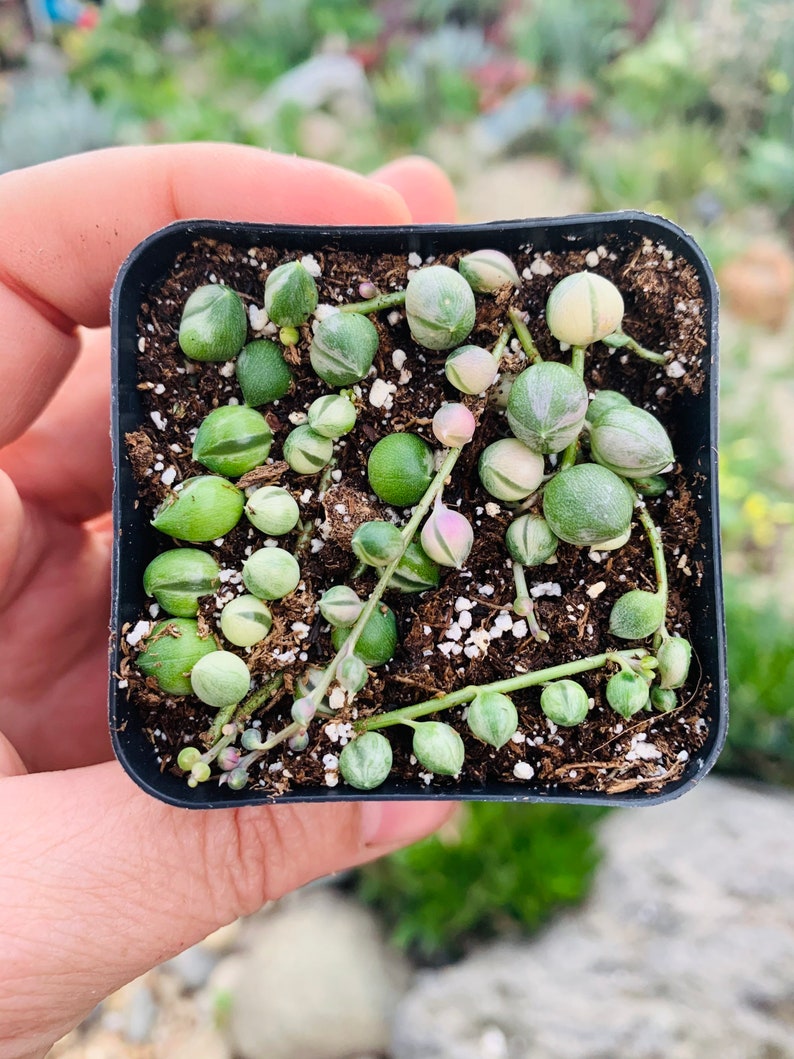 May include: A small square black pot filled with soil and a String of Pearls succulent plant. The plant features small, round, green and white variegated leaves. Some leaves have a pinkish hue. The plant is held in a person's hand.