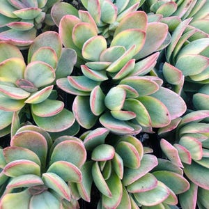 Crassula Variegated Money Maker, Crassula atropurpurea va. Muirii variegated Rooted Succulent Plant 2”, 4" & 6" image 8
