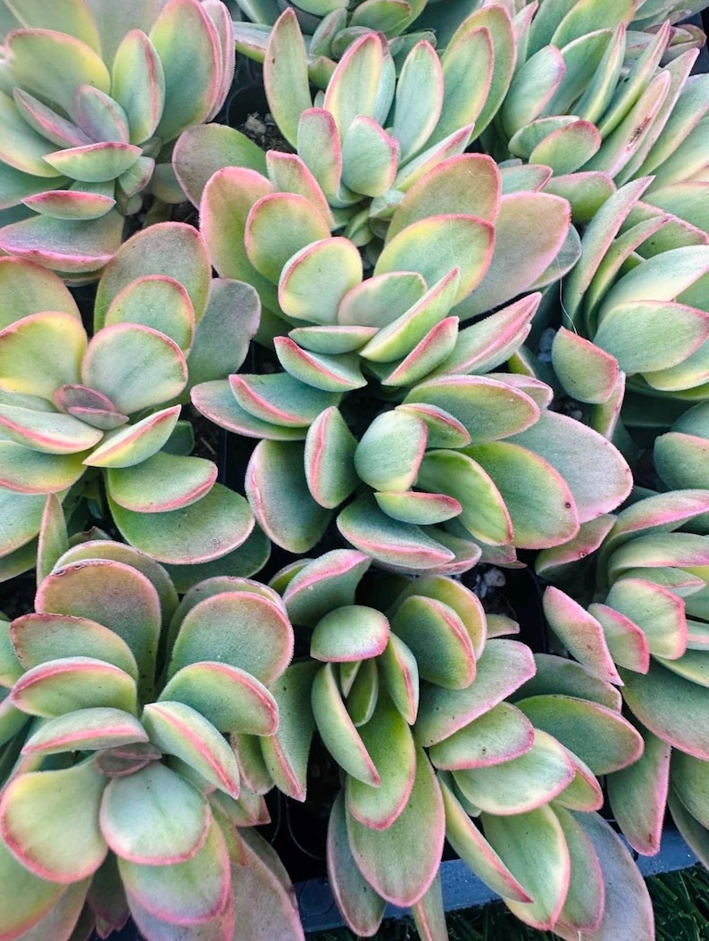 Crassula Variegated Money Maker, Crassula atropurpurea va. Muirii variegated Rooted Succulent Plant 2”, 4" & 6" image 8