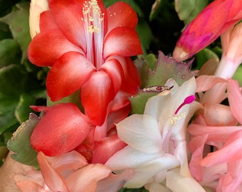 Christmas Cactus cuttings 8 cuttings of 3-4 different colors.