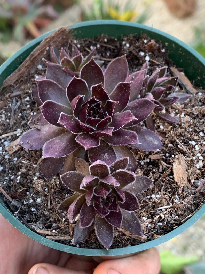 s 4\u201d pot .fl Cold Hardy Sempervivum Chocolate Kiss with offset