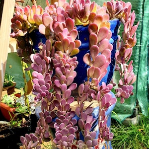 6" Full Seneccio Jacobsenii Trailing Jade Succulent Plant -2nd picture