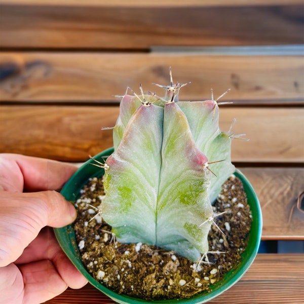6” Gray Ghost Organ Pipe Cactus - Stenocereus Pruinosus  - Live Plants - Live Cactus - Drought Tolerant