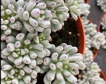 Rare Blue Beans - Graptopetalum Pachyphyllum *** live succulent plant in 2" and 4" pots
