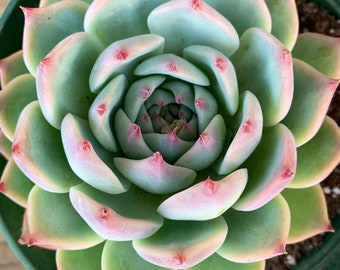 6" Large Echeveria Colorata live Succulent plant shown  in a  6” pot