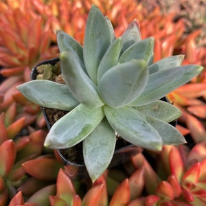 Plante succulente pachyphytum compactum 2 petit bijou Pot de plante succulente 2 image 6