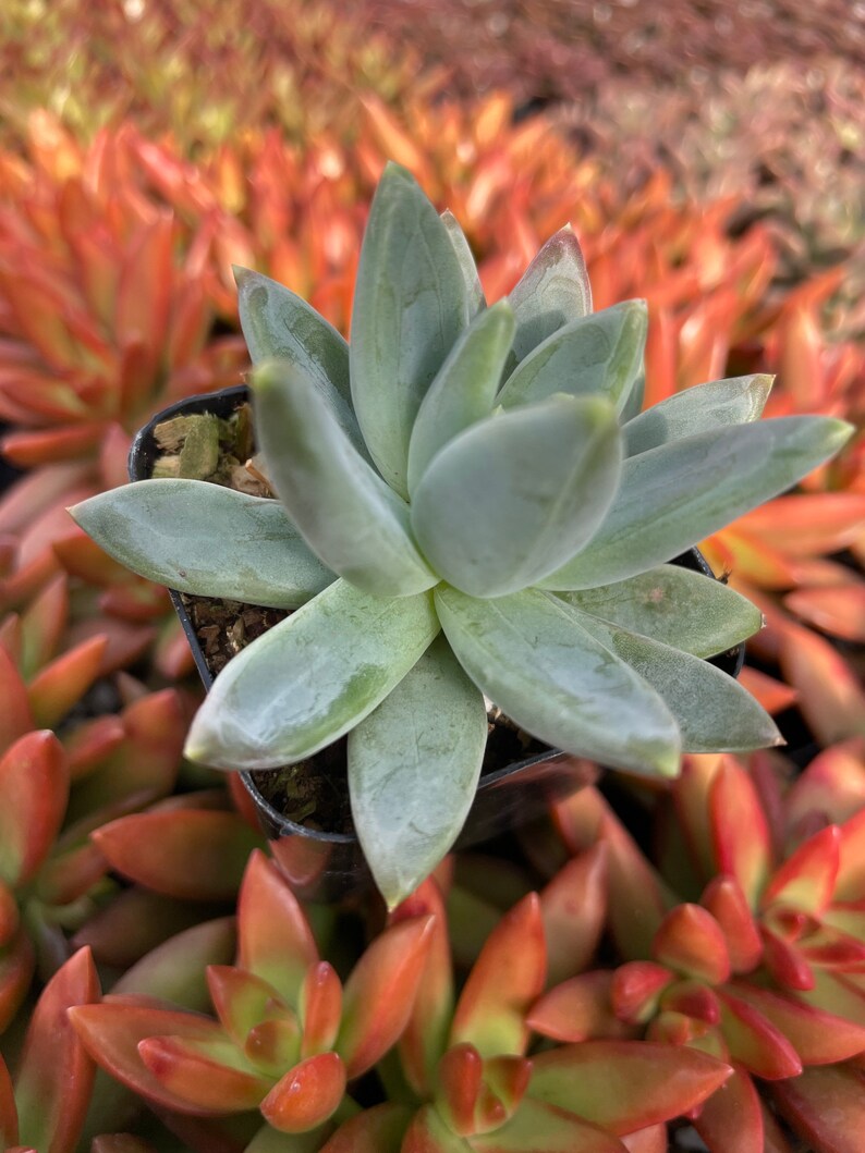 Plante succulente pachyphytum compactum 2 petit bijou Pot de plante succulente 2 image 6