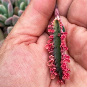Kalanchoe Pink Butterfly, rare succulent, variegated succulent, live rooted plant in 2", 4" and 6" pot afbeelding 12