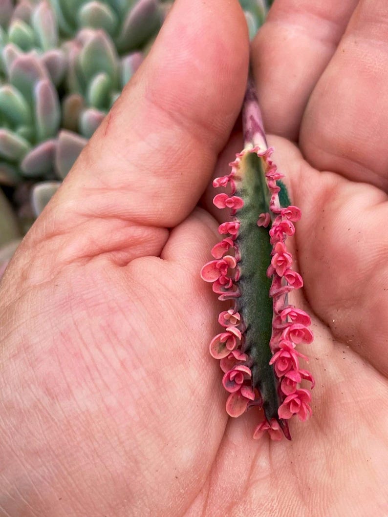 Kalanchoe Pink Butterfly, rare succulent, variegated succulent, live rooted plant in 2", 4" and 6" pot afbeelding 12