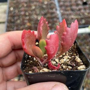 2 Kalanchoe longiflora Coccinea/ Tugela Cliff-kalanchoe live Succulent Plant 2 pot image 3