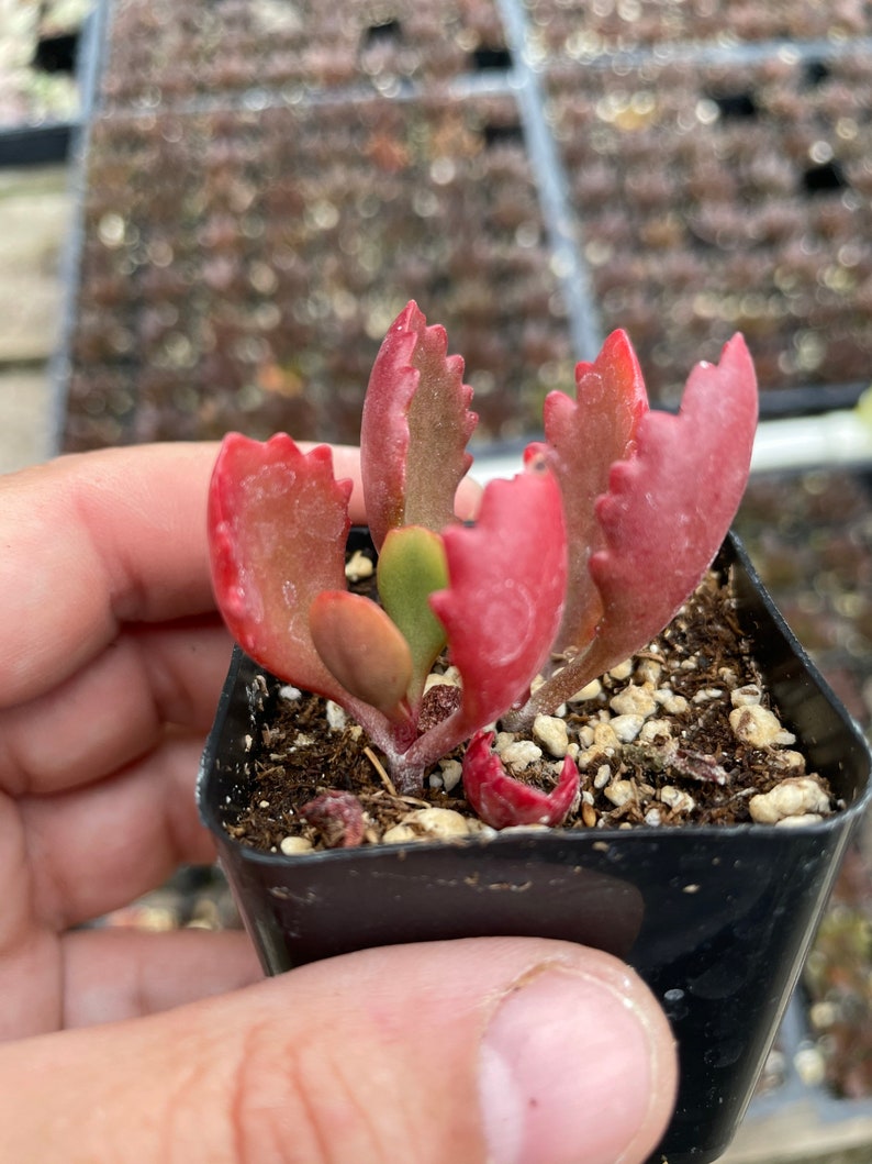 2 Kalanchoe longiflora Coccinea/ Tugela Cliff-kalanchoe live Succulent Plant 2 pot image 3