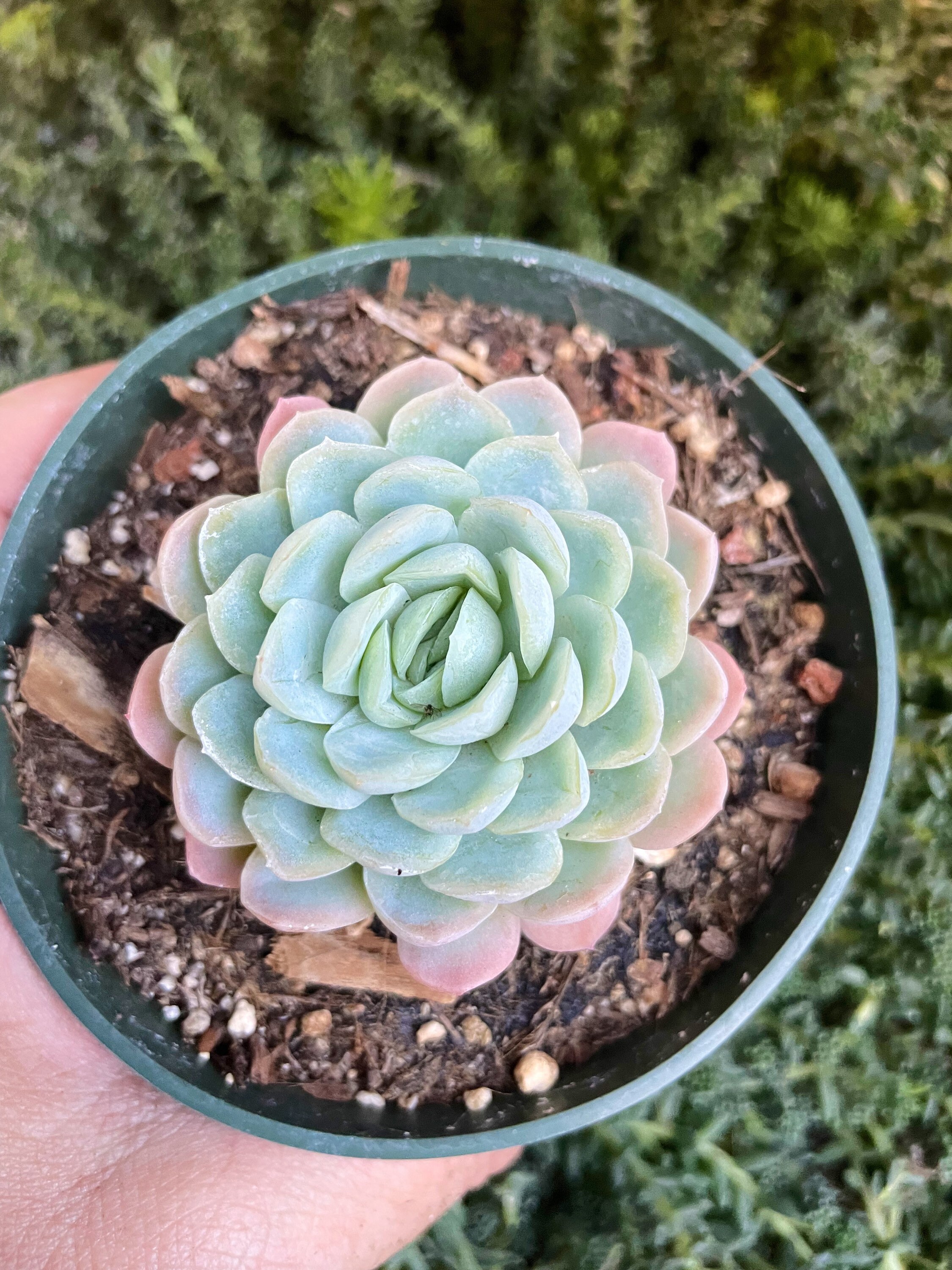 Echeveria elegans